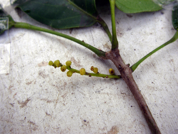 Pimelodendron amboinicum image