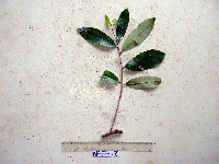 Gymnacranthera farquhariana var. zippeliana image