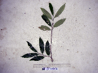 Gymnacranthera farquhariana var. zippeliana image