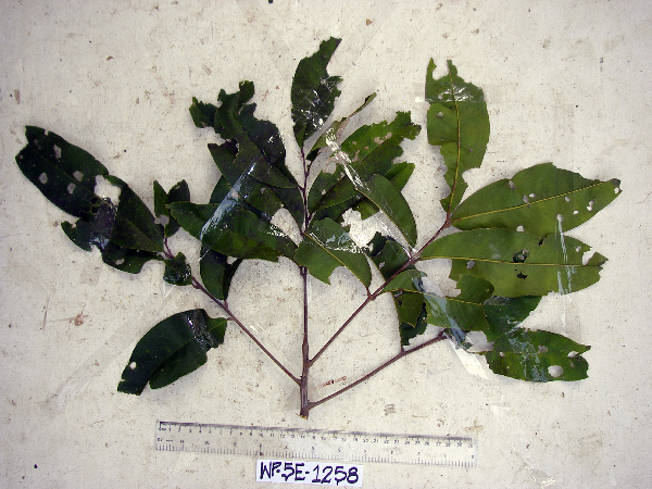 Mischocarpus largifolius image