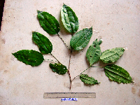 Celtis latifolia image