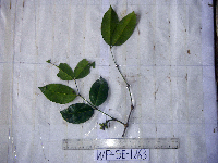 Gnetum gnemonoides image