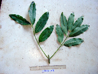 Cinnamomum grandiflorum image