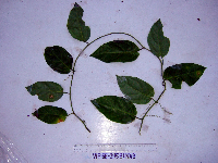 Image of Cucumis maderaspatanus
