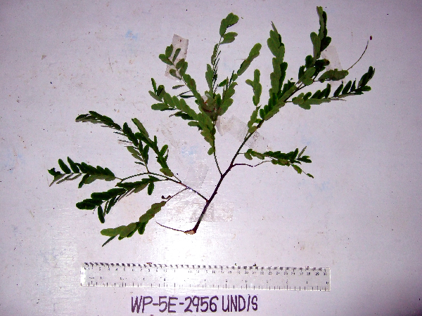 Abrus precatorius image
