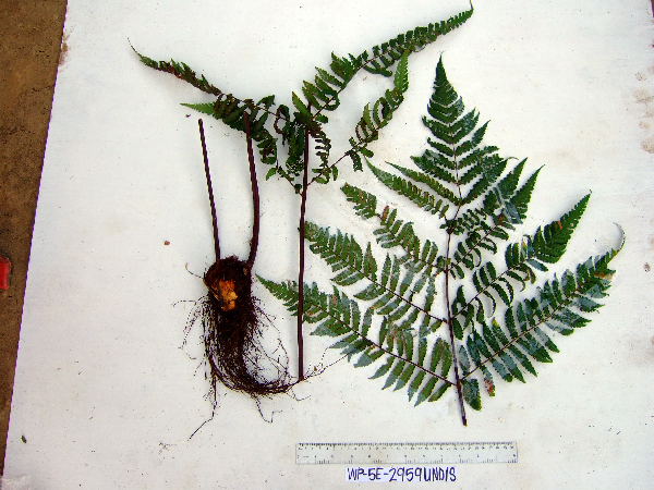 Pleocnemia macrondonta image