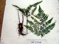 Image of Pleocnemia macrondonta