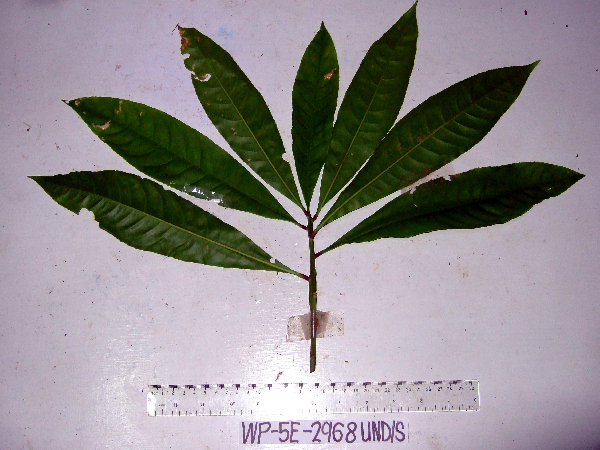 Barringtonia apiculata image