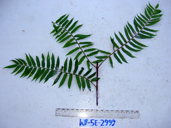 Lomagramma sinuata image