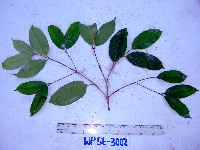 Syzygium fastigiatum image
