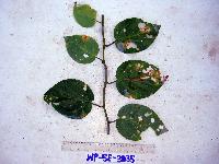 Adenia heterophylla image