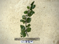 Chlaenandra ovata image