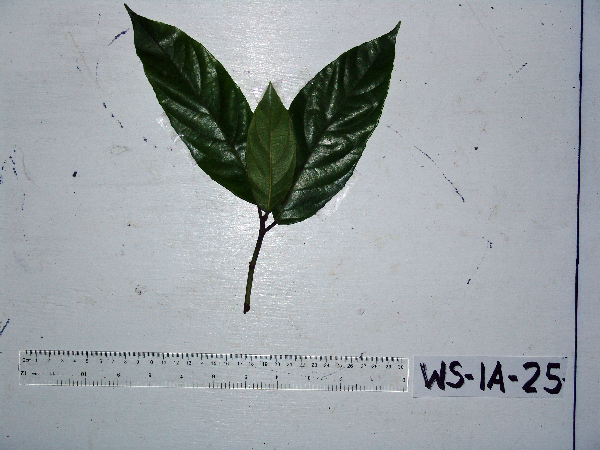 Ficus image