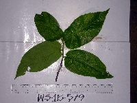 Ficus melinocarpa image