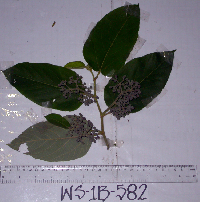Trichospermum pleiostigma image