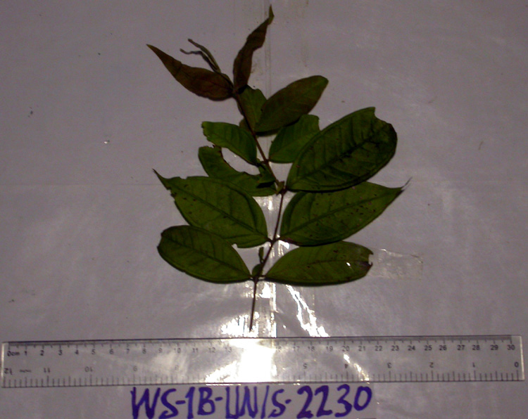 Rhodamnia sessiliflora image