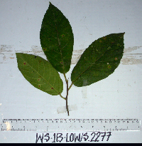 Ficus melinocarpa image