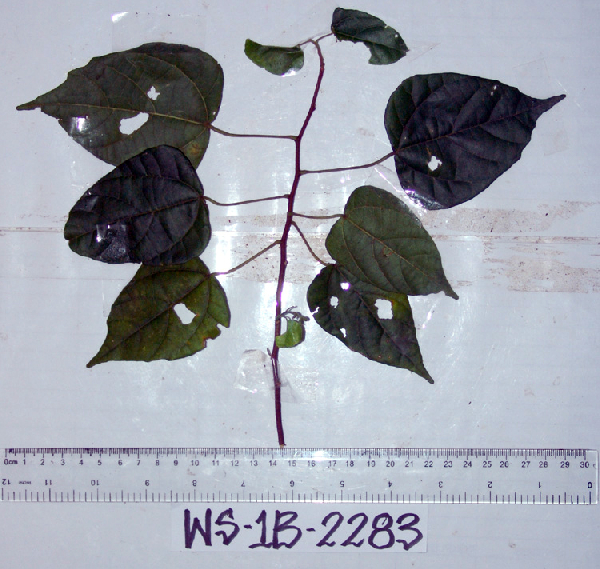 Macaranga involucrata image