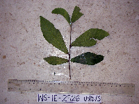 Ficus sangumae image