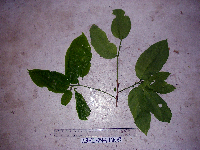 Bridelia macrocarpa image