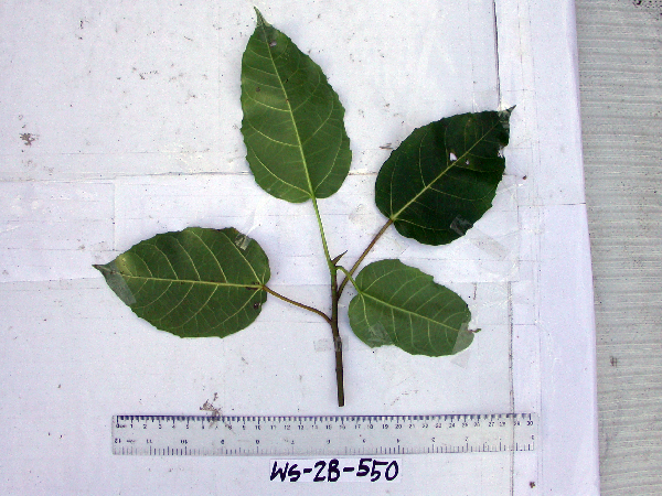Ficus image