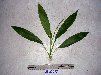 Cordyline fruticosa image