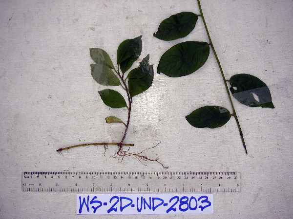 Microglossa pyrifolia image