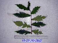 Ficus badiopurpurea image