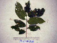 Bridelia macrocarpa image