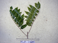 Cupaniopsis macropetala image