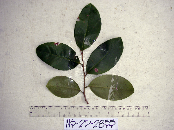 Embelia cotinoides image