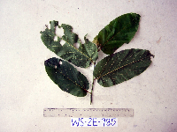 Trichospermum pleiostigma image