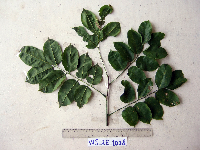 Pterocarpus indicus image