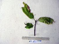Ficus primaria image