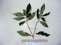 Neonauclea obversifolia image