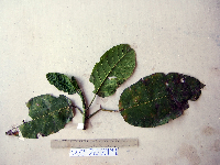 Dendrocnide ternatensis image