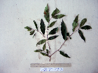 Syzygium longipes image