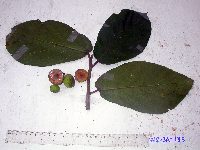 Ficus hispida image