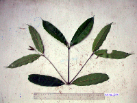 Gnetum gnemon image