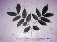 Archidendron glabrum image