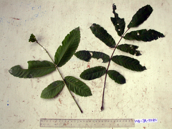 Cupaniopsis curvidens image