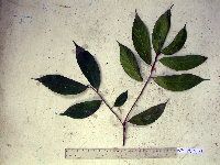 Ficus arfakensis image