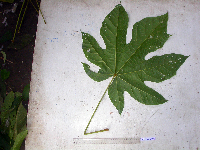 Sterculia ampla image