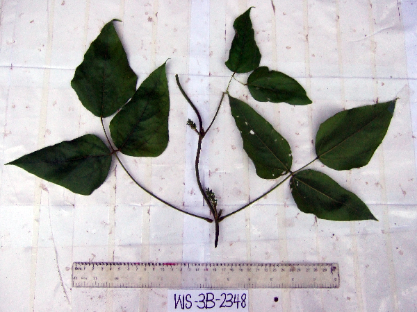 Rhynchosia acuminatissima image