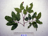 Canarium indicum image