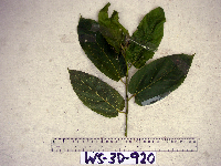Trichospermum pleiostigma image