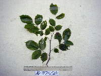 Pterocarpus indicus image