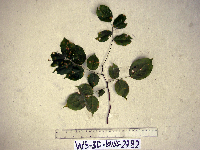 Pterocarpus indicus image