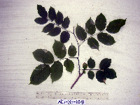 Pterocarpus indicus image