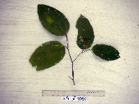 Celtis latifolia image